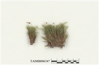 藏品(直葉珠苔)的圖片